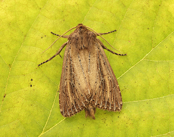 73.136 BF2369 Bulrush Wainscot Nonagria typhae
