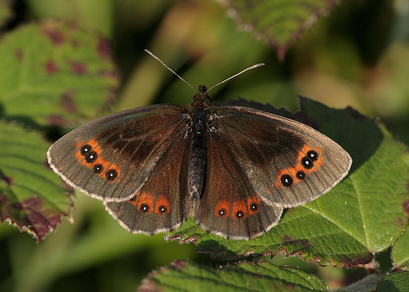 Scotch Argus Erebia aethiops