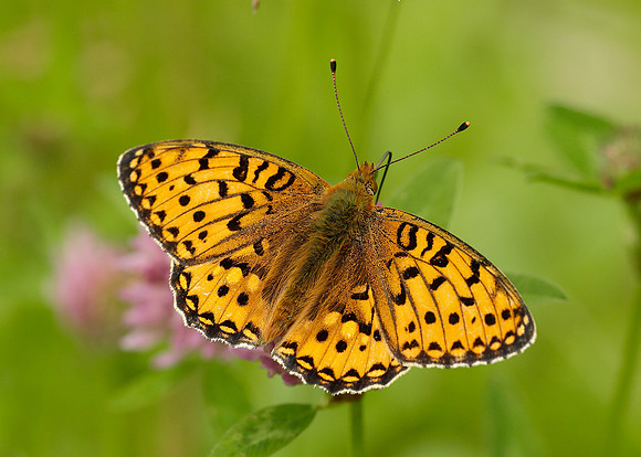 Dark Green fritillary Argynnis aglaja