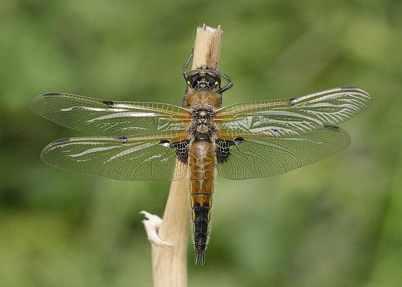 Four-spotted Chaser Libellula quadrimaculata