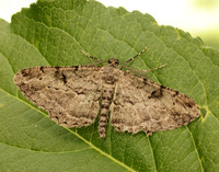 70.258 BF1937 Willow Beauty Peribatodes rhomboidaria