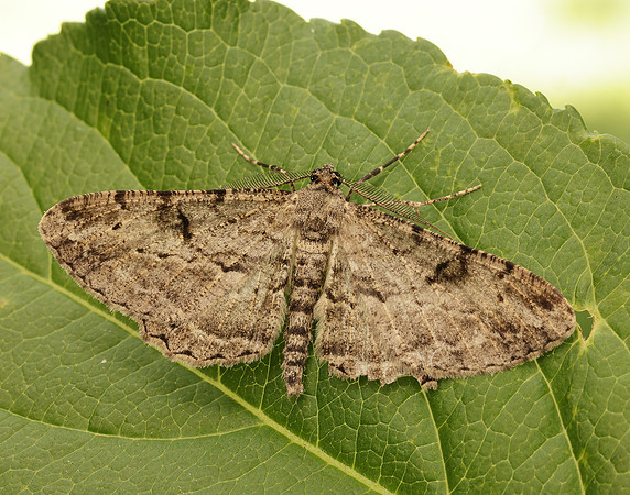 70.258 BF1937 Willow Beauty Peribatodes rhomboidaria