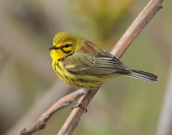 Prairie Warbler Setophaga discolor