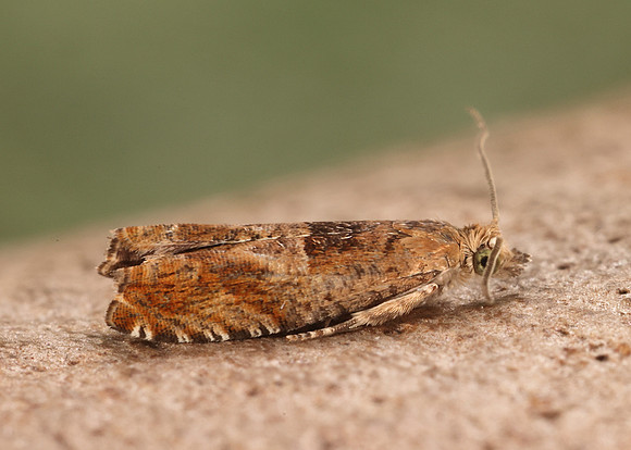 49.248 BF1139 Nut Bud Moth Epinotia tenerana