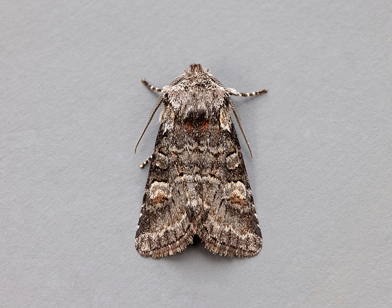 73.220 BF2225 Minor Shoulder-knot Brachylomia viminalis