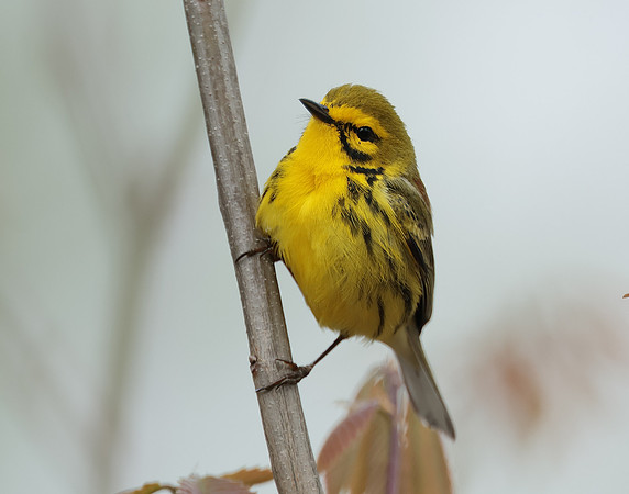 Prairie Warbler Setophaga discolor