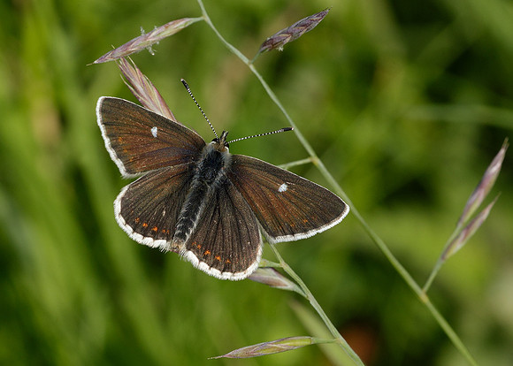 Northern Brown Argus Aricia artaxerxes artaxerxes