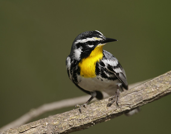 Yellow-throated Warbler  Setophaga dominica