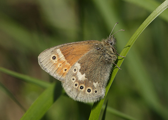 Large Heath Coenonympha tullia