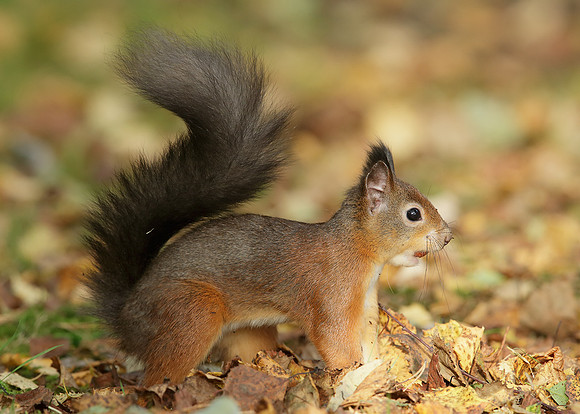 Red Squirrel Sciurus vulgaris