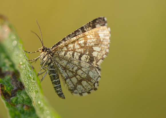 70.218 BF1894 Latticed Heath Chiasmia clathrata clathrata