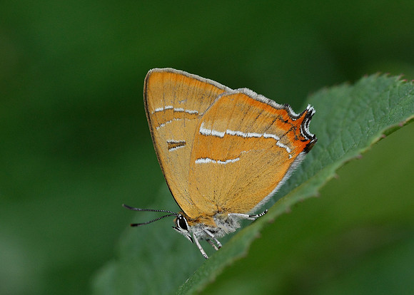 Brown Hairstreak Thecla betulae