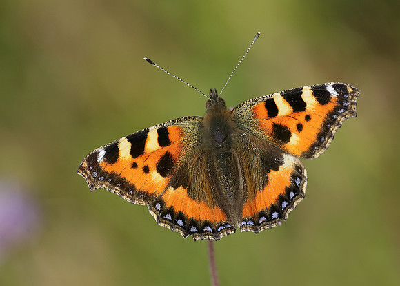 Small Tortoiseshell Aglais urticae