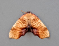 70.224 BF1904 Scorched Wing Plagodis dolabraria
