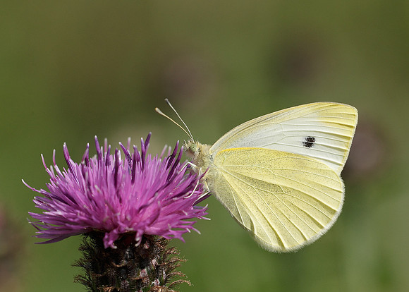 Small White Pieris rapae
