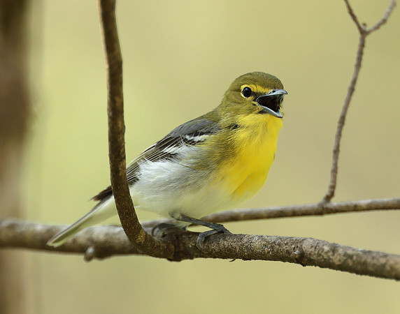 Yellow-throated Vireo Vireo flavifrons