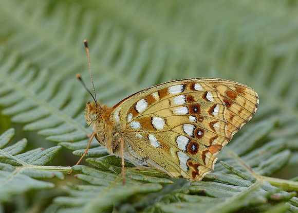 High Brown Fritillary Argynnis adippe