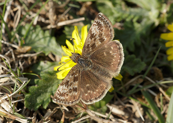Dingy Skipper Erynnis tages