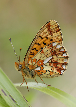Pearl-Bordered Fritillary Boloria euphrosyne