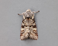 73.220 BF2225 Minor Shoulder-knot Brachylomia viminalis