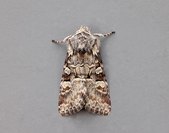 73.220 BF2225 Minor Shoulder-knot Brachylomia viminalis