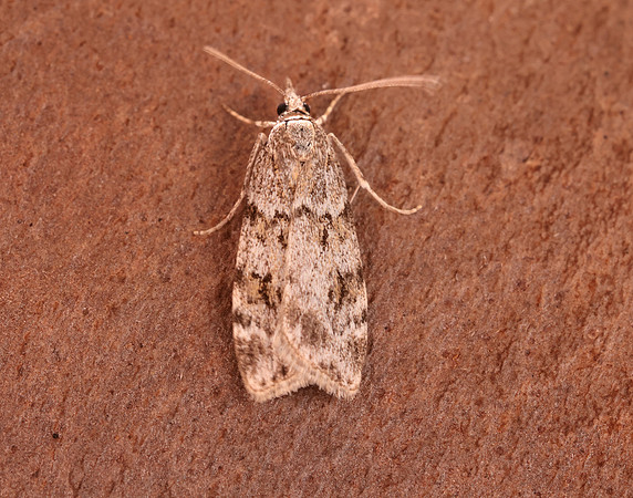 63.064 BF1334 Scoparia ambigualis