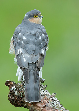Sparrowhawk Accipiter nisus