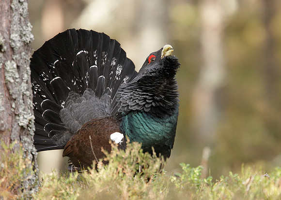 Capercaillie Tetrao urogallus