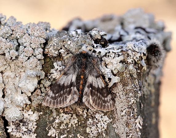 70.249 BF1929 Rannoch Brindled Beauty Lycia lapponaria
