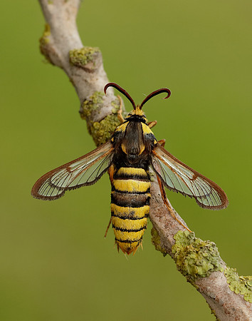 52.002 BF370 Hornet Moth Sesia apiformis