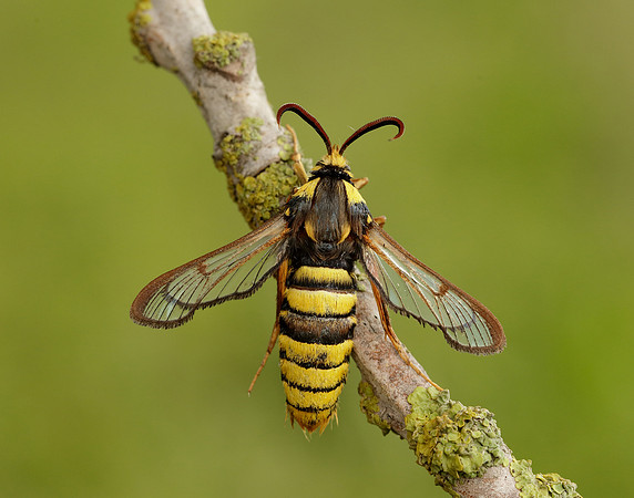 52.002 BF370 Hornet Moth Sesia apiformis