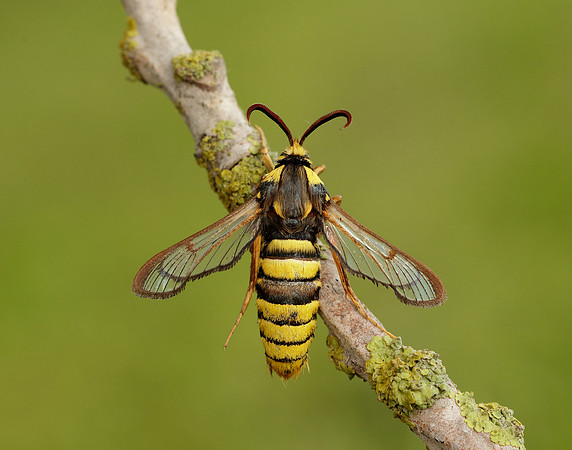 52.002 BF370 Hornet Moth Sesia apiformis