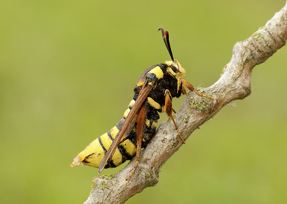 52.002 BF370 Hornet Moth Sesia apiformis