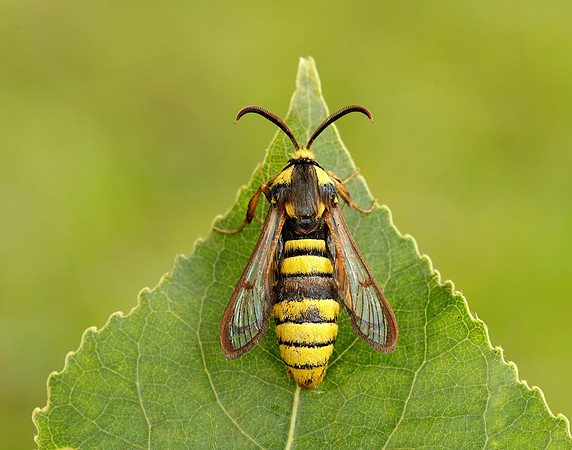 52.002 BF370 Hornet Moth Sesia apiformis
