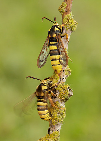 52.002 BF370 Hornet Moth Sesia apiformis