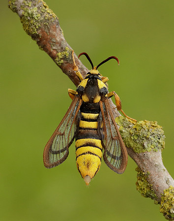 52.002 BF370 Hornet Moth Sesia apiformis