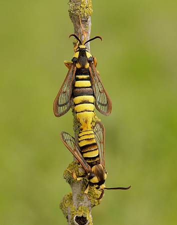 52.002 BF370 Hornet Moth Sesia apiformis