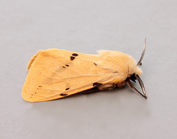 72.019 BF2061 Buff Ermine Spilosoma lutea