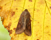 73.076 BF2400 Scarce Bordered Straw Helicoverpa armigera