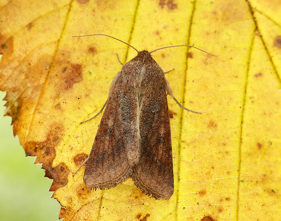 73.076 BF2400 Scarce Bordered Straw Helicoverpa armigera