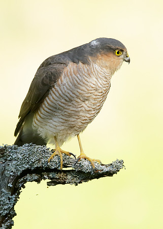 Sparrowhawk Accipiter nisus