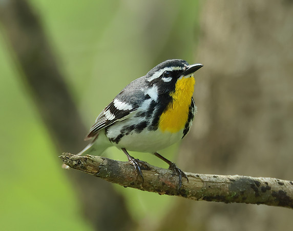 Yellow-throated Warbler  Setophaga dominica