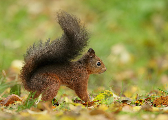 Red Squirrel Sciurus vulgaris