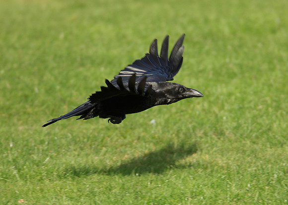 Raven Corvus corax