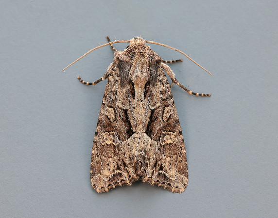 73.154 BF2330 Dusky Brocade Apamea remissa