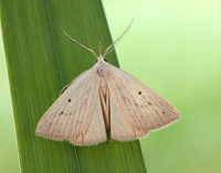 72.052 BF2493 Dotted Fan-foot Macrochilo cribrumalis