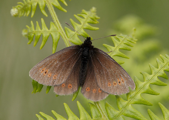 Mountain Ringlet Erebia epiphron