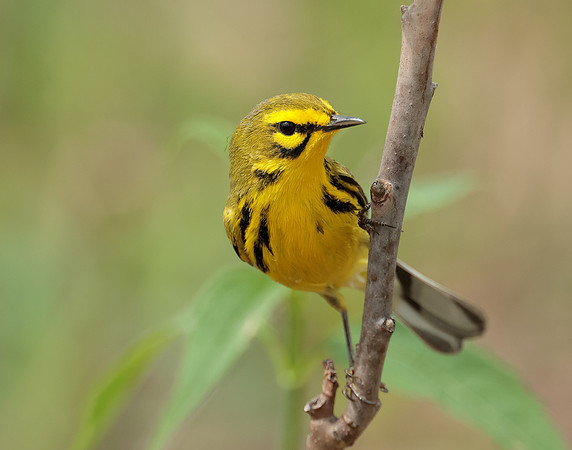 Prairie Warbler Setophaga discolor