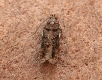 35.146 BF776 Teleiopsis diffinis