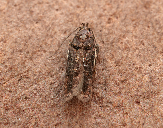 35.146 BF776 Teleiopsis diffinis